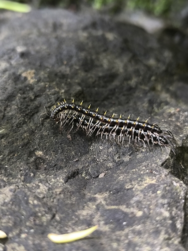 Spinaxytes krabiensis