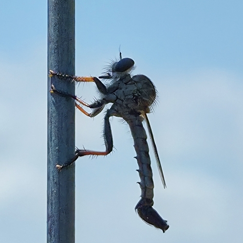 Thorny Hammertail