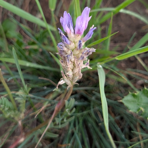 Laxmann's Milkvetch