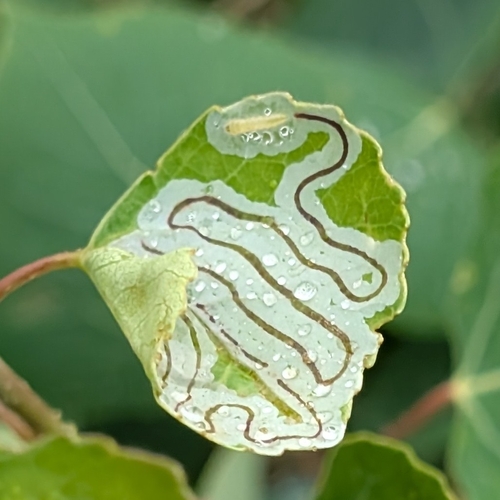 Aspen Serpentine Leafminer Moth