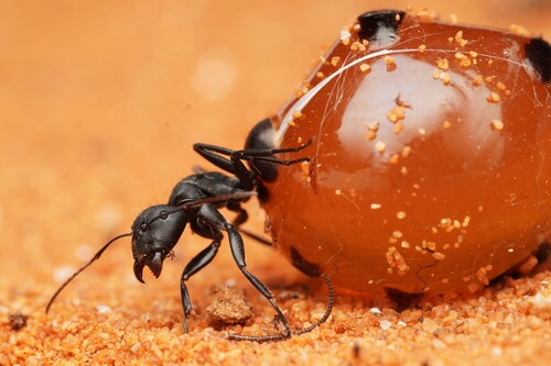 膨胀弓背蚁Camponotus inflatus