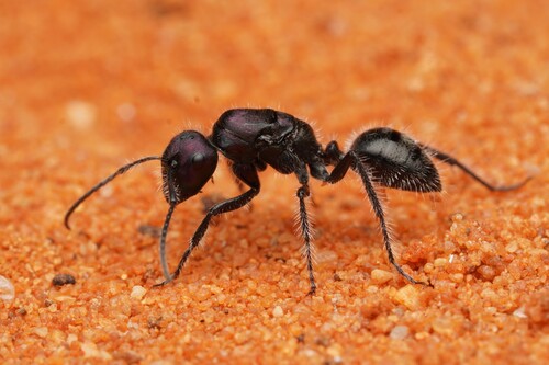 Calomyrmex purpureus