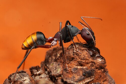 金环弓背蚁Camponotus aurocinctus