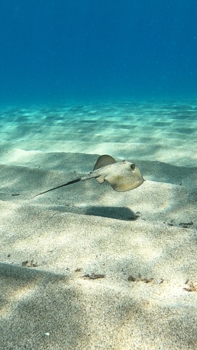 Common Stingray