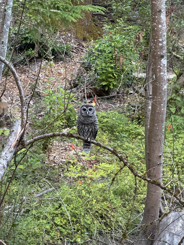 Barred Owl