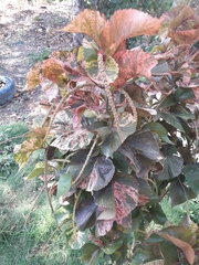 Acalypha wilkesiana image