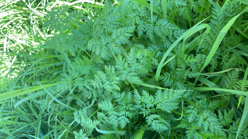 poison hemlock