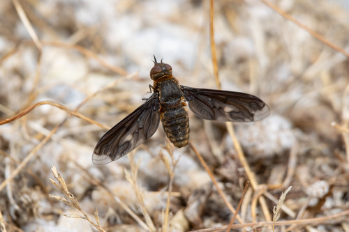 Heteralonia megerlei