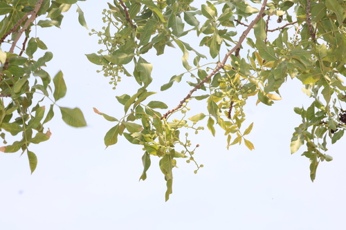 Persian Turpentine Tree