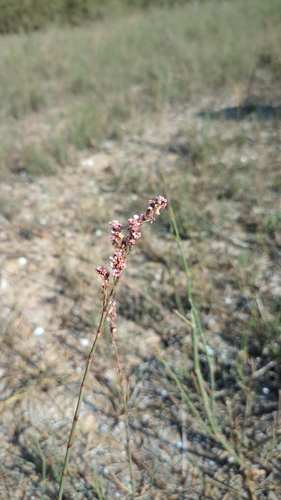Horsetail Knotgrass