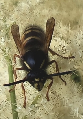 Norwegian Wasp
