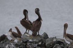California Brown Pelican