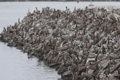 California Brown Pelican
