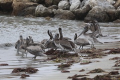 California Brown Pelican