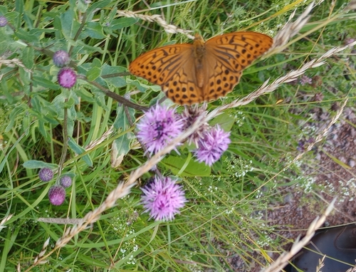 Silver-washed Fritillary