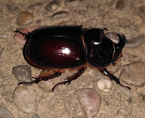Iberian rhinoceros beetle