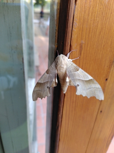 Oak Hawkmoth