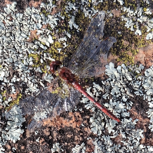 Wandering Percher