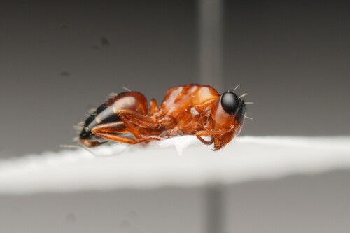 Opisthopsis diademata
