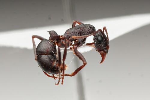 Rhytidoponera tyloxys