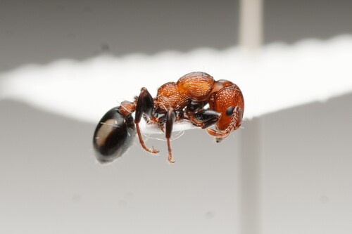 spotted muscleman tree ant