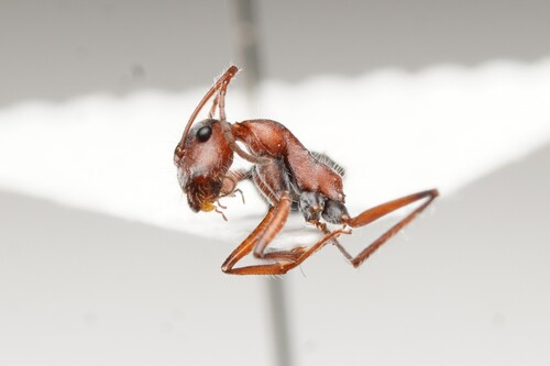 莉氏弓背蚁Camponotus leae