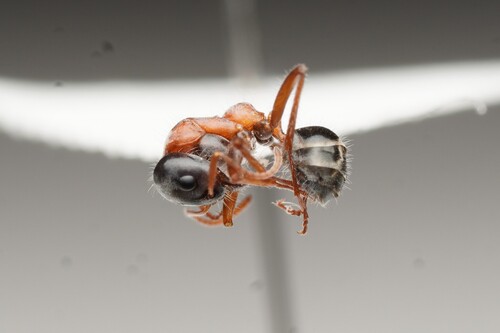 Iridomyrmex cephaloinclinus