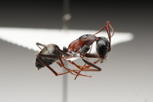 Camponotus ceriseipes