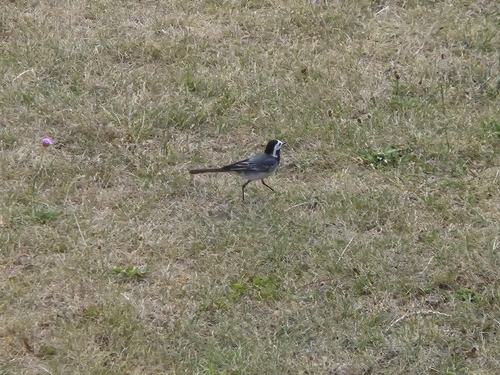 White Wagtail