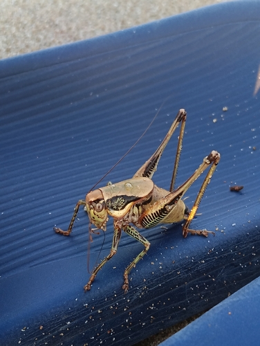 Greek Marbled Bush-cricket