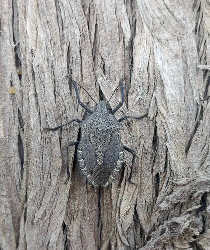 Mediterranean Spiny Stink Bug