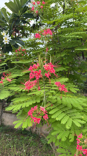 peacock flower