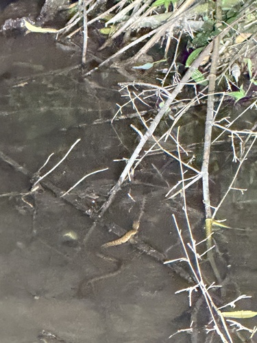 Mountain Water Snake