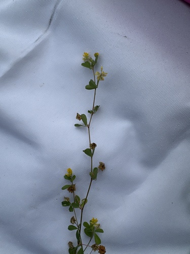 Lesser hop trefoil