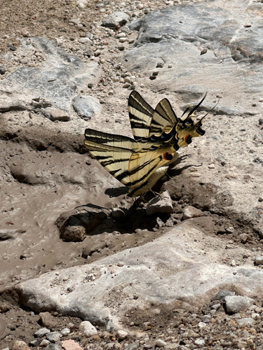 Scarce Swallowtail