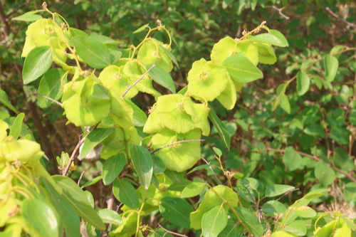Jerusalem Thorn