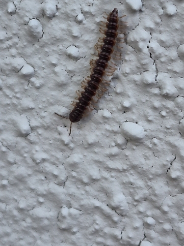 Greenhouse Millipede