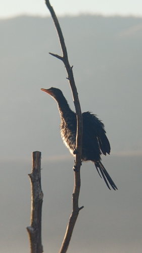 Reed Cormorant