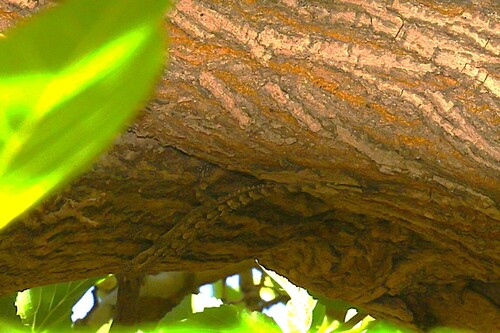 Asia Minor Thin-toed Gecko