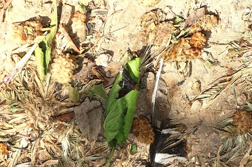 Hemipenthes velutina