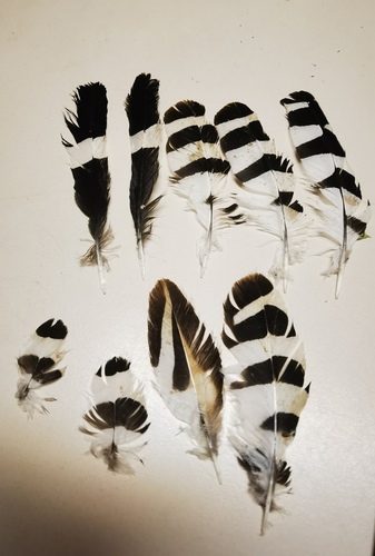 Common Hoopoe