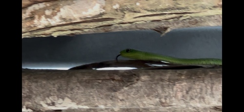 Eastern Green Snake