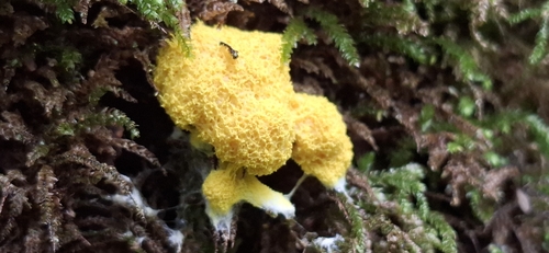 Dog Vomit Slime Mold