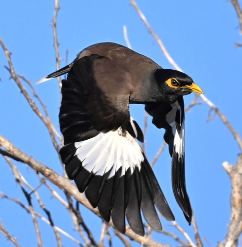 Common Myna