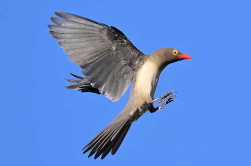 Red-billed Oxpecker