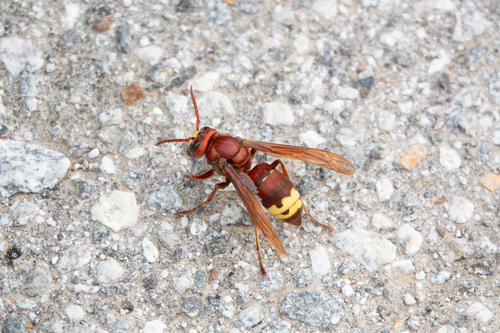 Oriental Hornet