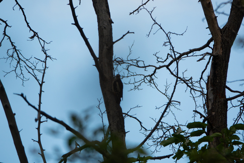 White-winged Woodpecker