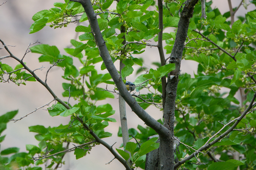 Azure Tit