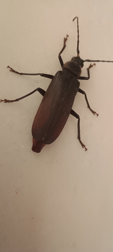 Prinobius myardi
