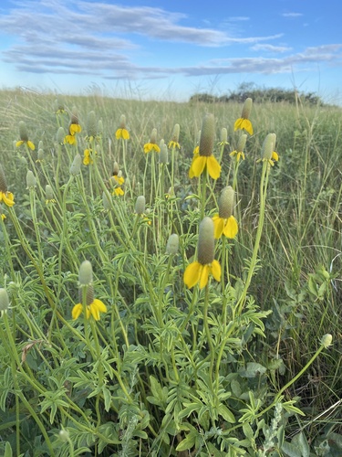 upright prairie coneflower